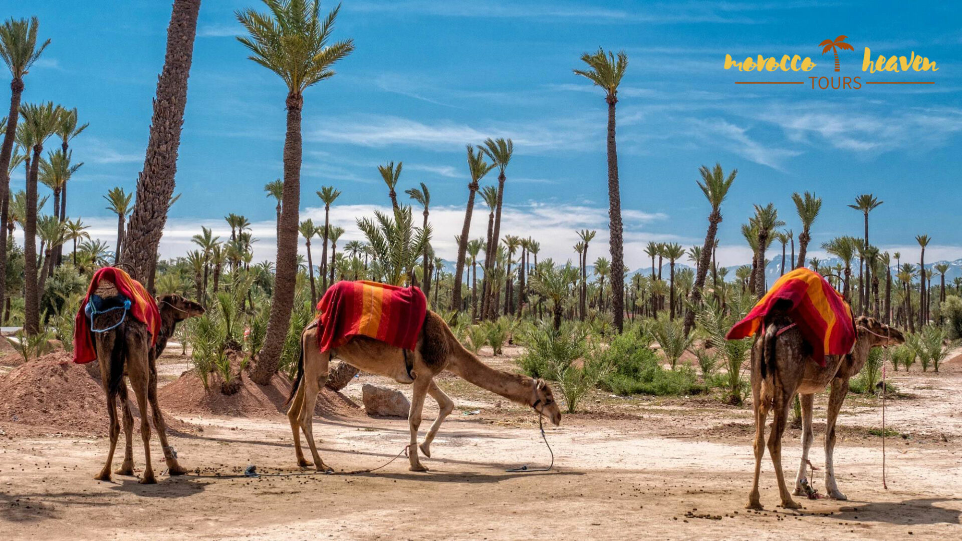 Morocco Heaven Tours – Discover Marrakech and Ouarzazate Tour & Excursion