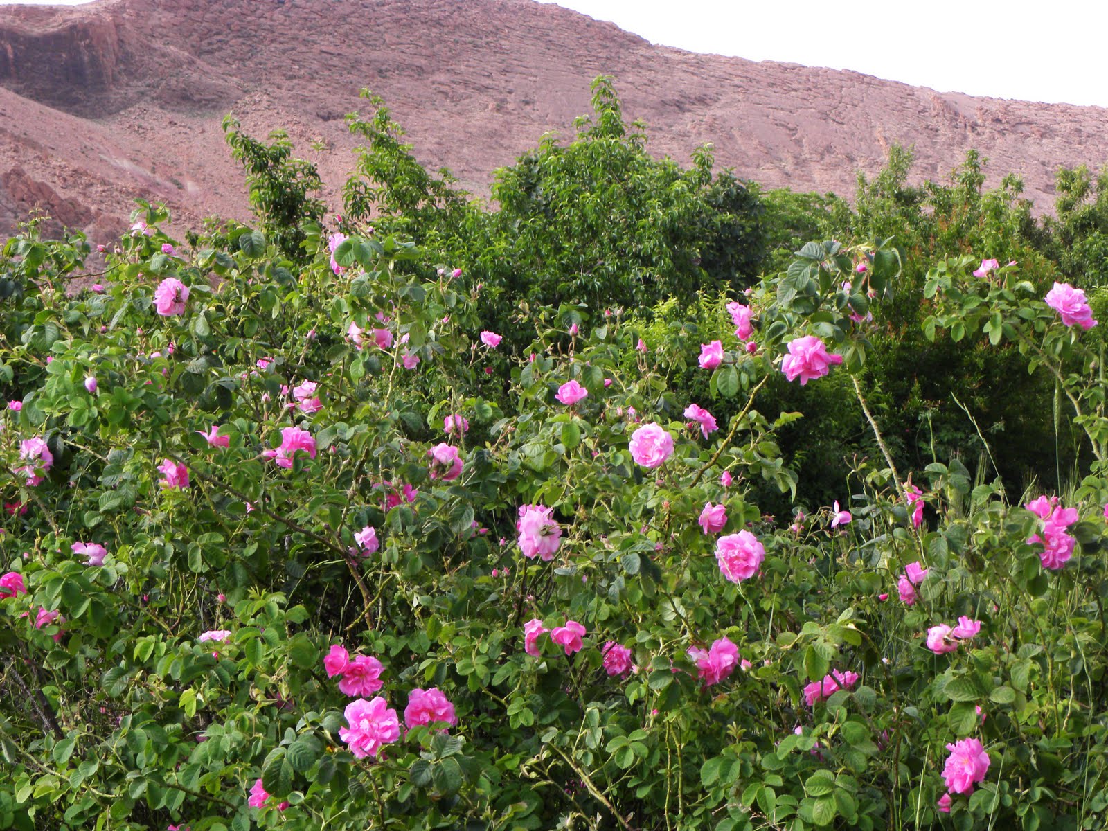Pourquoi Réserver une Excursion Ouarzazate